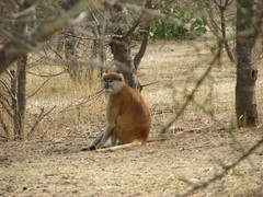 Erythrocebus patas patas