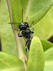 Clitemnestra bipunctata