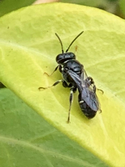 Clitemnestra bipunctata