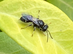 Clitemnestra bipunctata