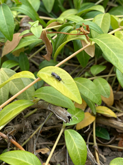 Clitemnestra bipunctata