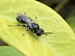 Clitemnestra bipunctata
