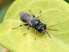 Clitemnestra bipunctata