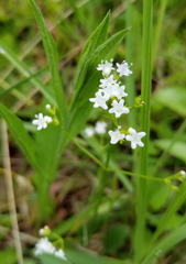 Valeriana saxatilis
