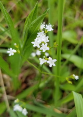 Valeriana saxatilis