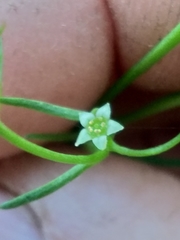 Thesium scandens