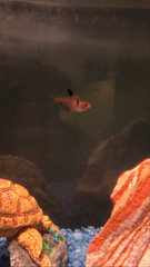 Hyphessobrycon eques