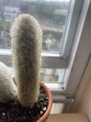 Espostoa