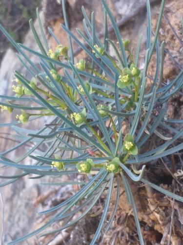 Euphorbia multifolia, photograph 4