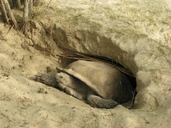 Centrochelys sulcata