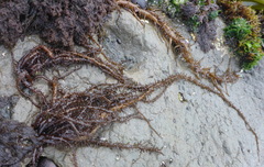 Cumagloia andersonii