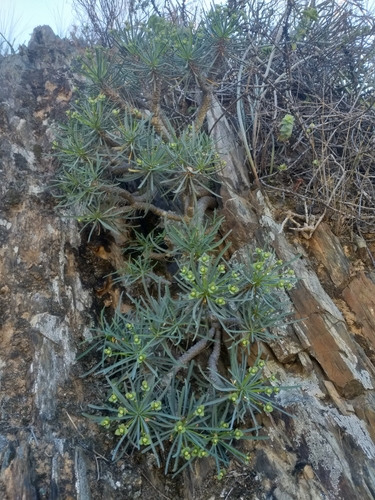 Euphorbia multifolia, photograph 5