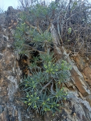 Euphorbia multifolia