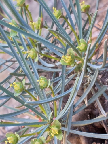 Euphorbia multifolia, photograph 6