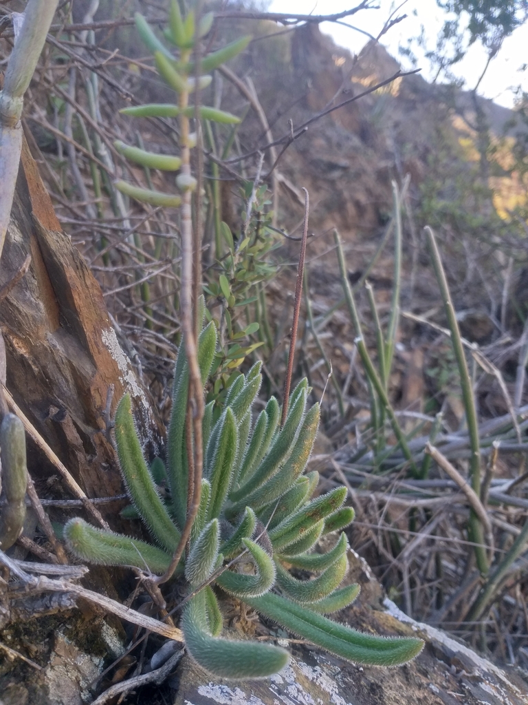 Tylecodon leucothrix, Western Cape, ZA