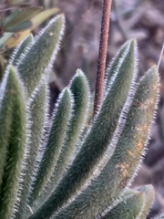 Tylecodon leucothrix