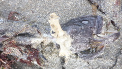 Cebidichthys violaceus