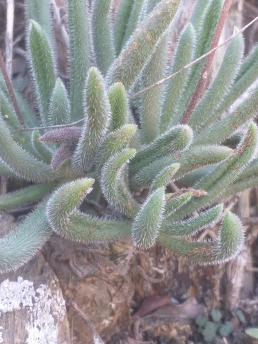Tylecodon leucothrix