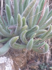 Tylecodon leucothrix