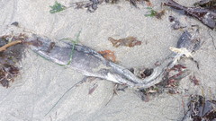 Cebidichthys violaceus