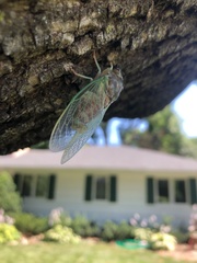 Neotibicen