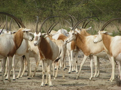 Oryx dammah