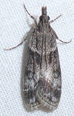 Eudonia torniplagalis
