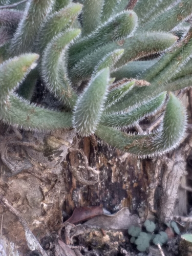 Tylecodon leucothrix