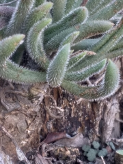 Tylecodon leucothrix