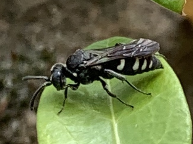 Nysson tristis