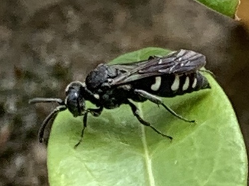 Nysson tristis