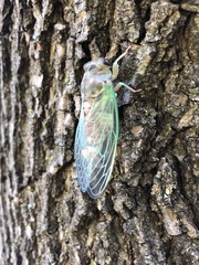 Neotibicen