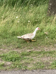 Cairina moschata domestica