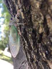 Neotibicen
