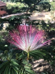 Calliandra pittieri