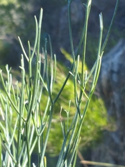 Anginon swellendamense