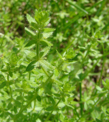Cruciata pedemontana