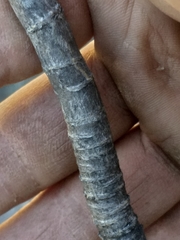 Anginon swellendamense