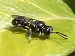 Clitemnestra bipunctata