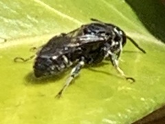 Clitemnestra bipunctata