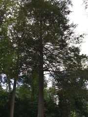 Tsuga canadensis