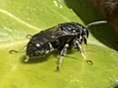 Clitemnestra bipunctata