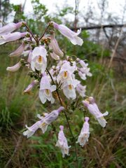 Penstemon laxiflorus