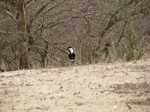 Vanellus spinosus