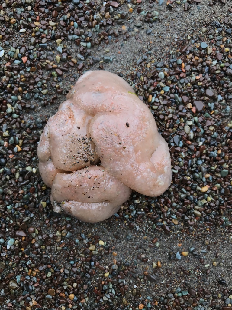 Sea Pork