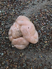 Sea Pork photo 1