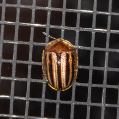 Agroiconota bivittata