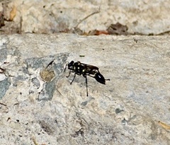 Sceliphron argentifrons