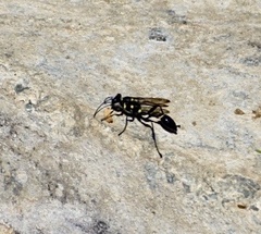 Sceliphron argentifrons