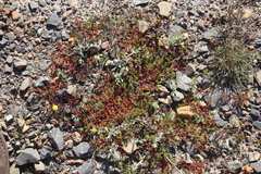 Crassula vaillantii